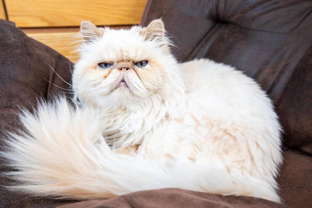 cat