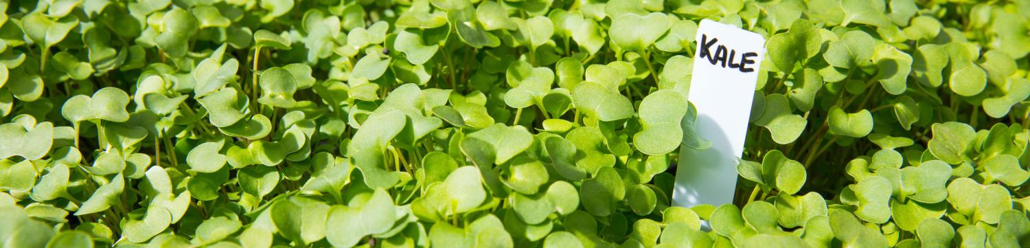 Village Center seedlings