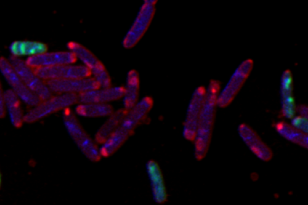 TolC E. Coli Superres Nile Set 2