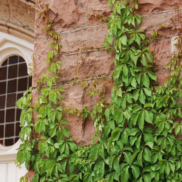 Architectural detail: brick wall with ivy