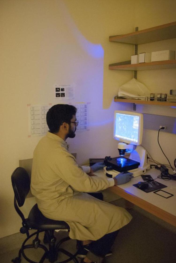 MASP Student Working in Lab