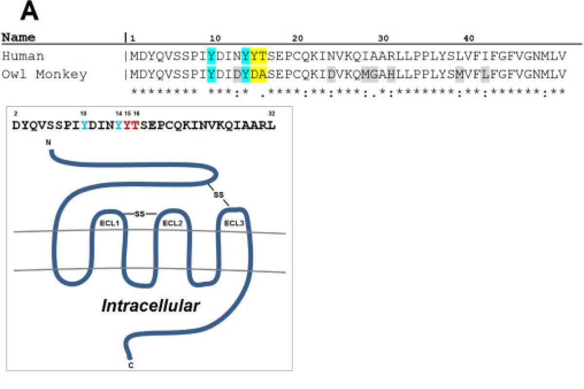 Amino acid sequences of a portion of CCR5.