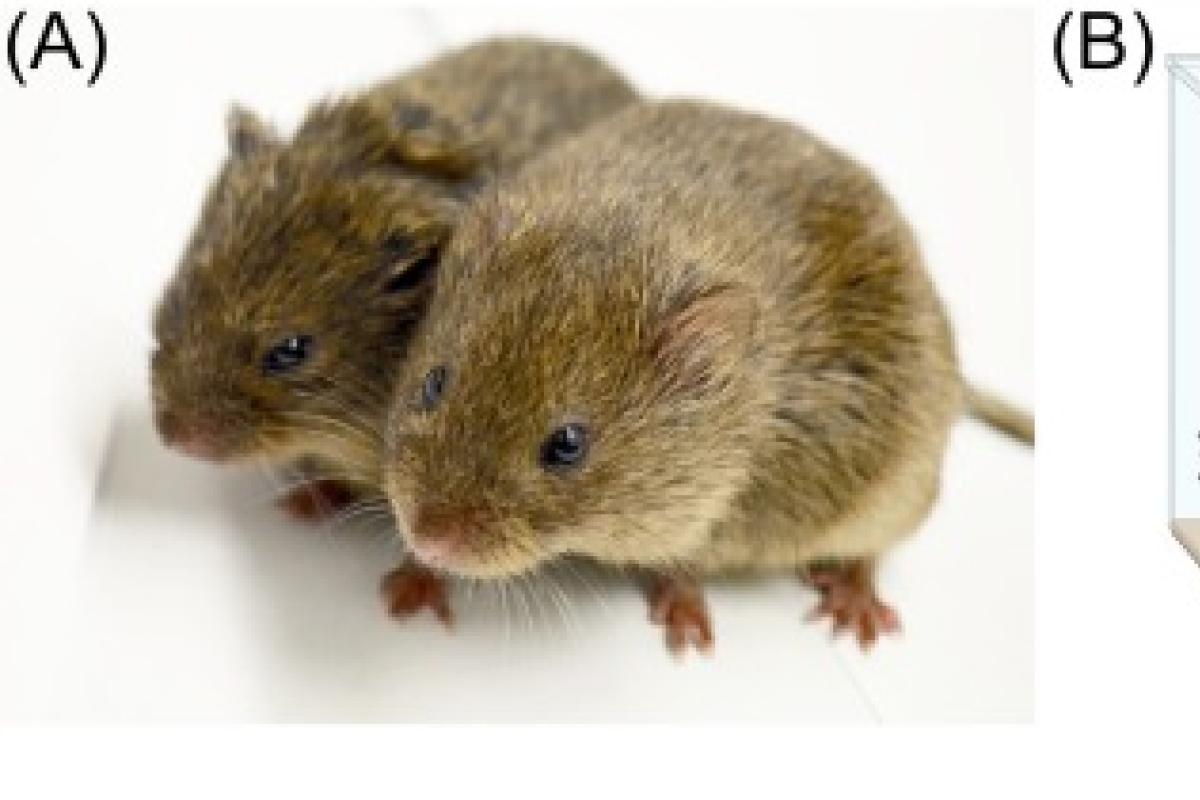 Prairie Voles
