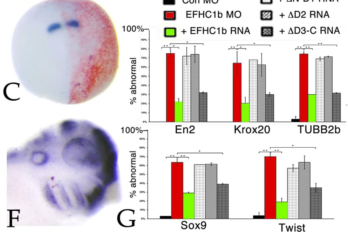 EFHC1b plays a role in Wnt signaling.