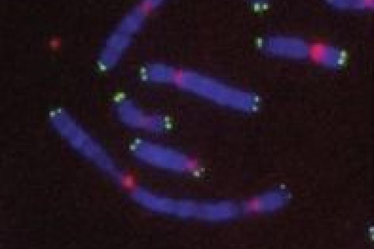 DAPI Telomeres Centromeres