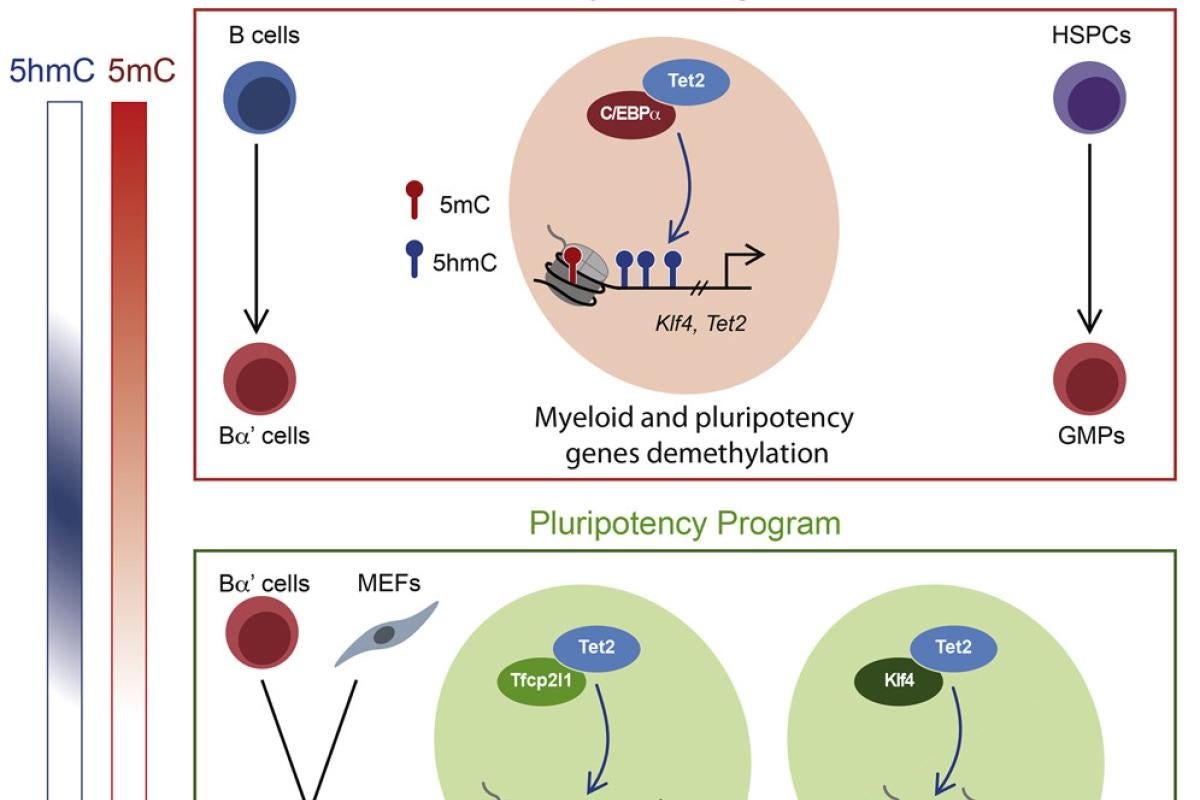 DNA methylation and hydroxymethylation dynamics at nucleotide resolution using C/EBPα-enhanced reprogramming of B cells into induced pluripotent cells (iPSCs).