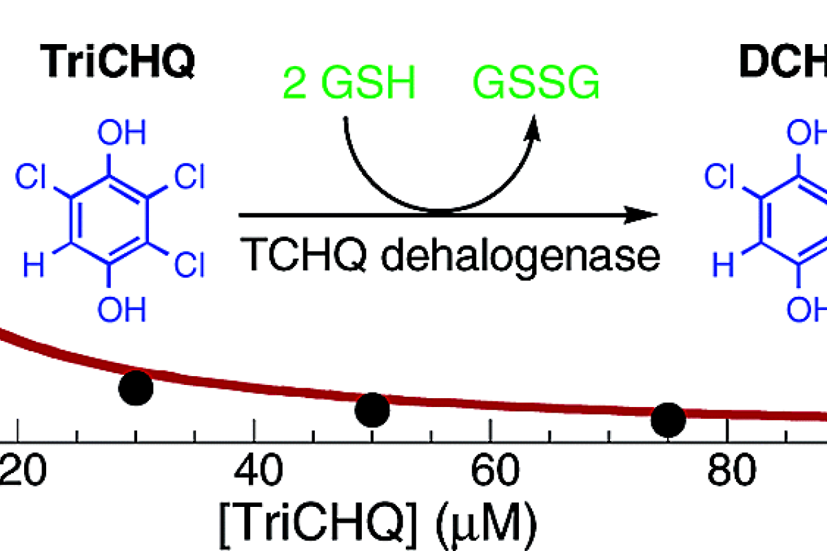 Tetrachlorohydroquinone dehalogenase catalyzes the reaction shown at right during the degradation of pentachlorophenol by Sphingobium chlorophenolicum, It also catalyzes the double bond isomerization shown at left at the same active site, suggesting that it arose from an enzyme such as maleylacetoacetate isomerase or maleylpyruvate isomerase, which are involved in degradation of tyrosine and benzoate, respectively.
