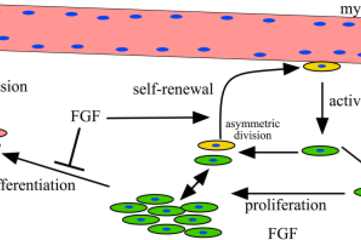 Satellite cells enable muscle regeneration.