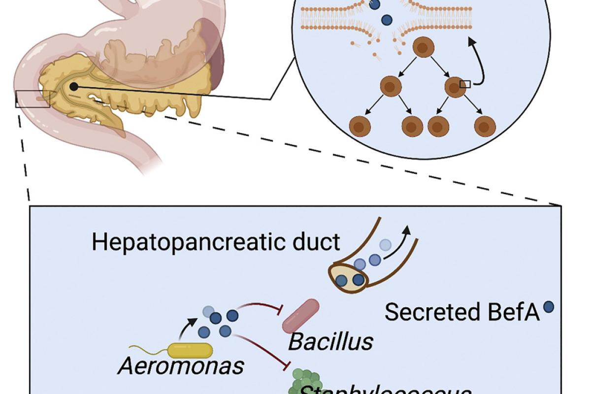 BefA, a microbiota-secreted membrane disrupter, disseminates to the pancreas and increases beta cell mass