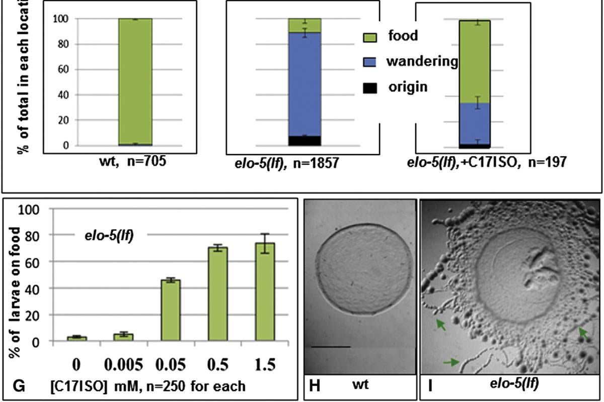 Food-Seeking Ability Is Compromised in mmBCFA-Deficient L1 Larvae