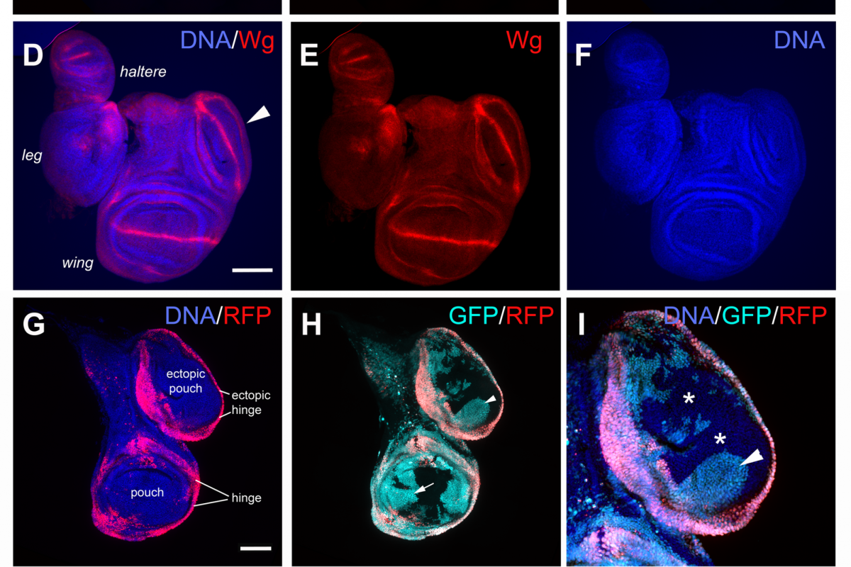 The extra growths in regenerated disks are ectopic wing disks.