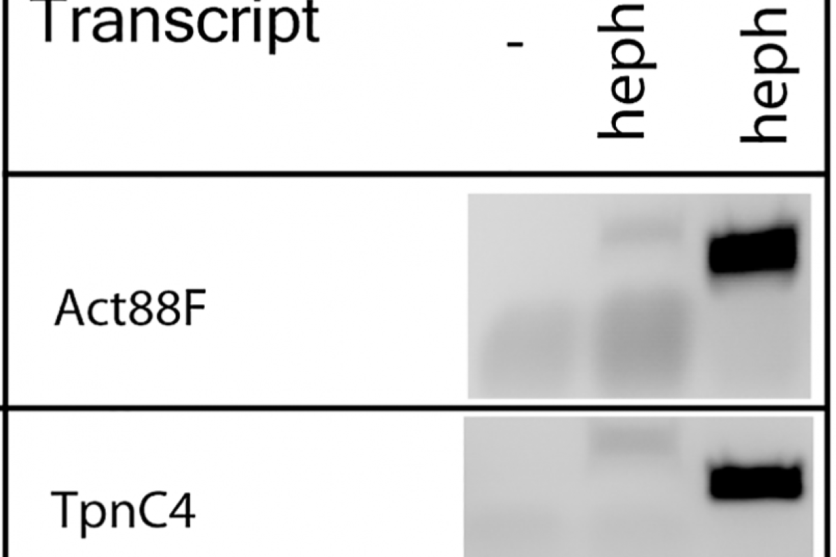 RT-PCR analysis reveals differentially expressed transcripts.