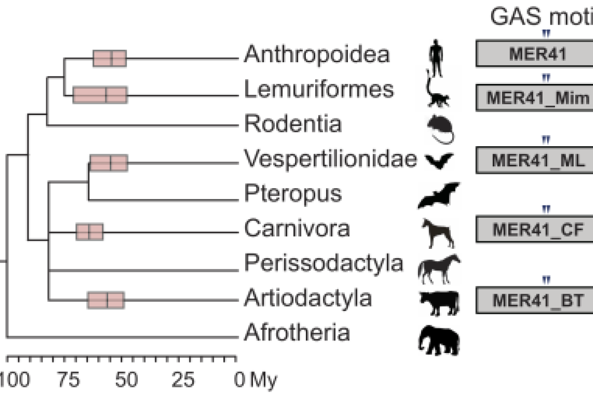 Viruses related to MER41 have independently invaded other mammalian genomes.