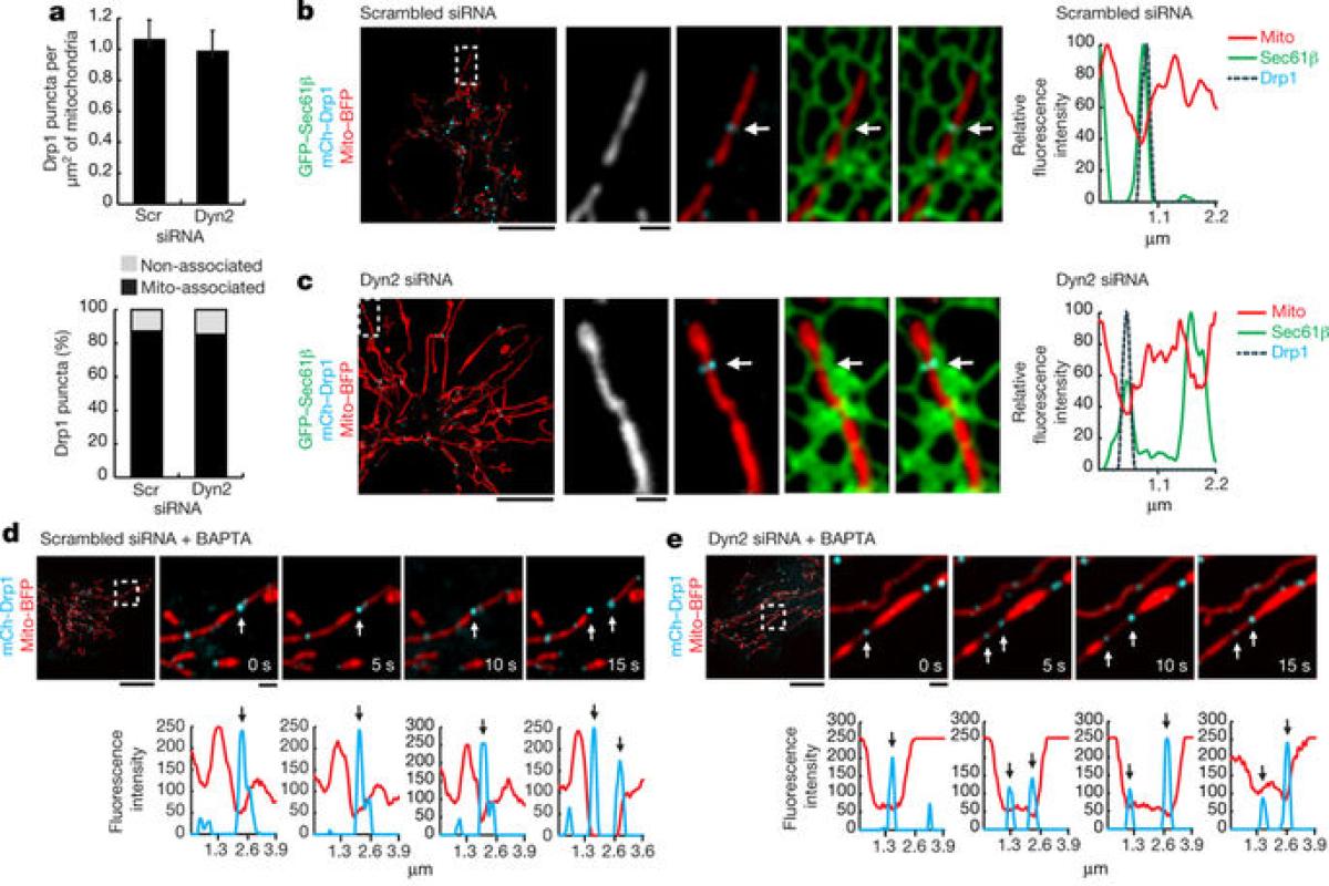 Analysis of mitochondrial association.