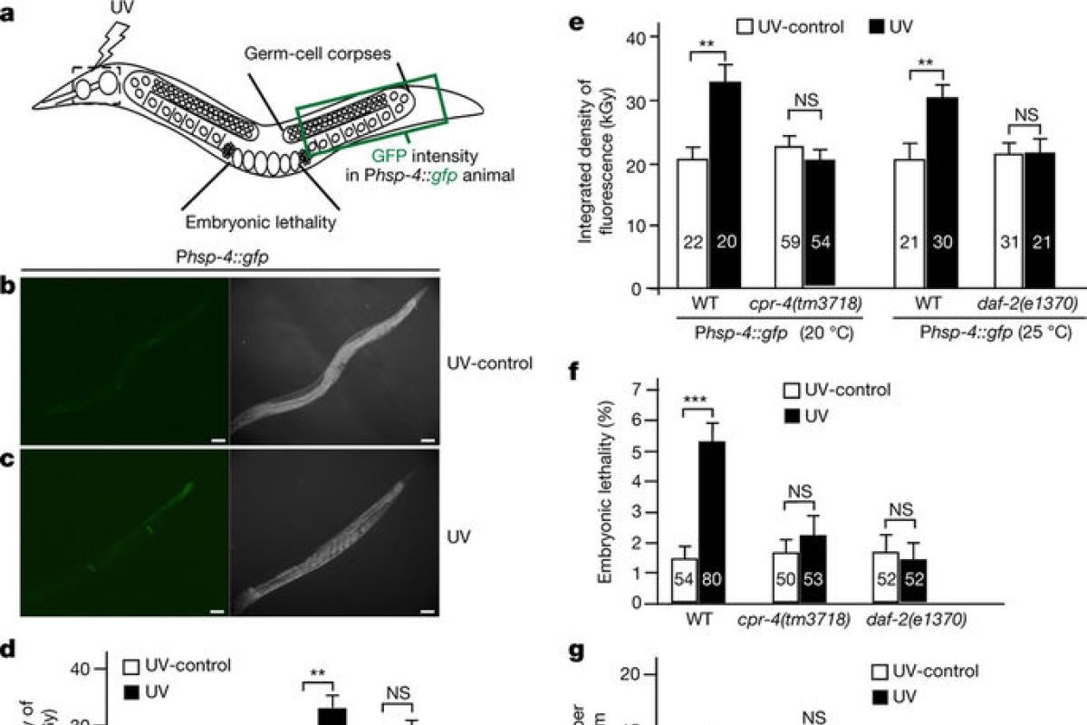 Systematic presentation of an intra-animal model to assay RIBE.