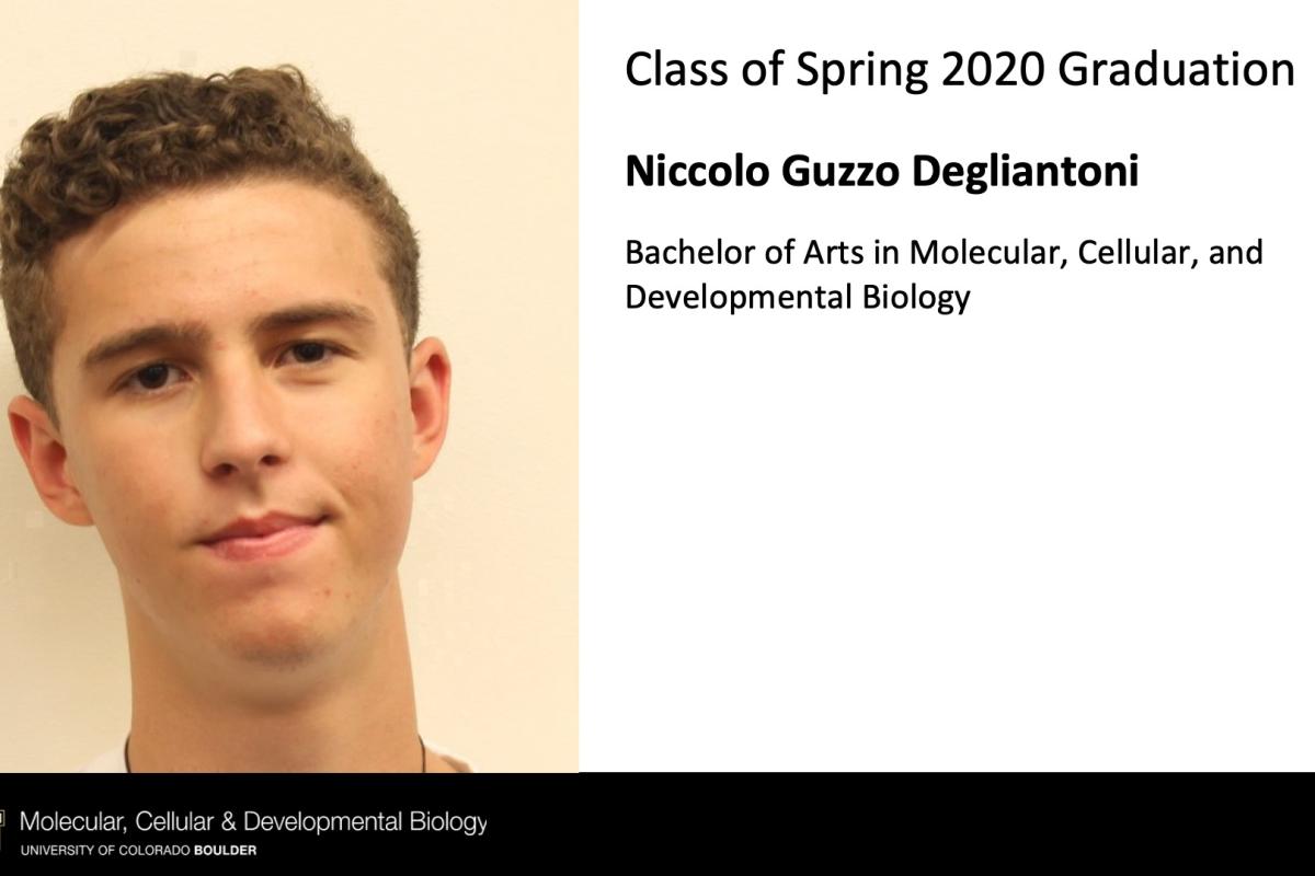 Niccolo Guzzo Degliantoni