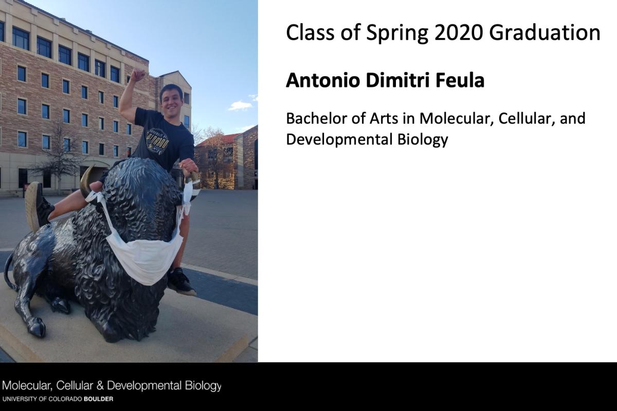 Antonio Dimitri Feula