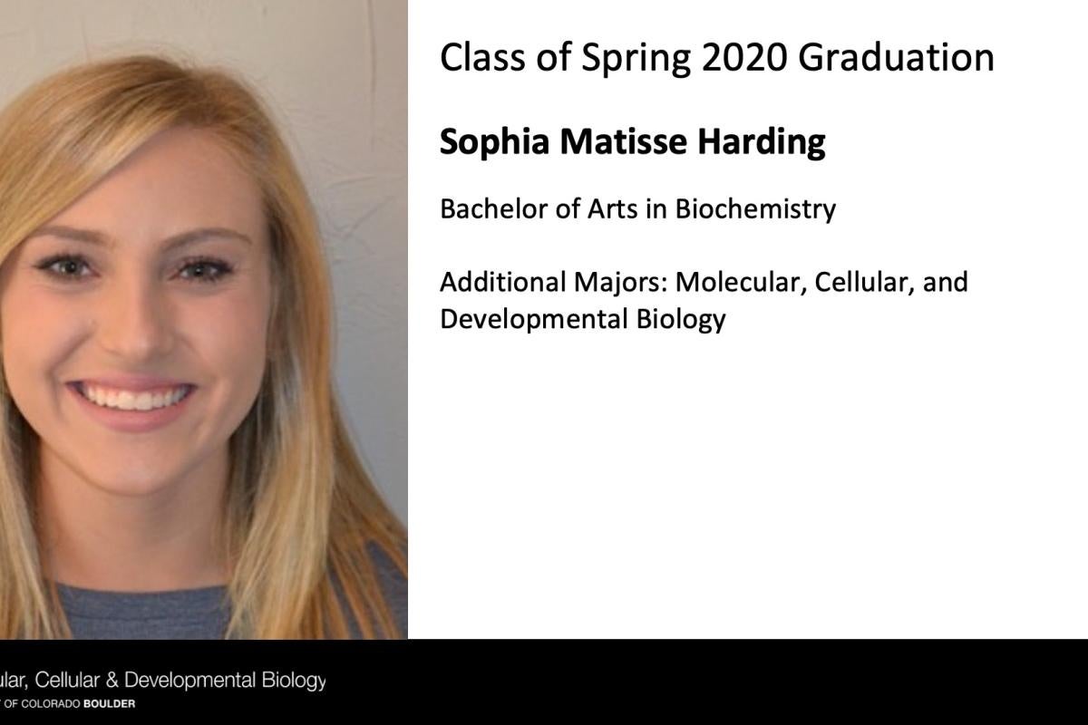 Sophia Matisse Harding