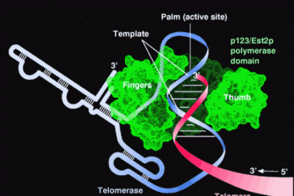 Telomerase Model
