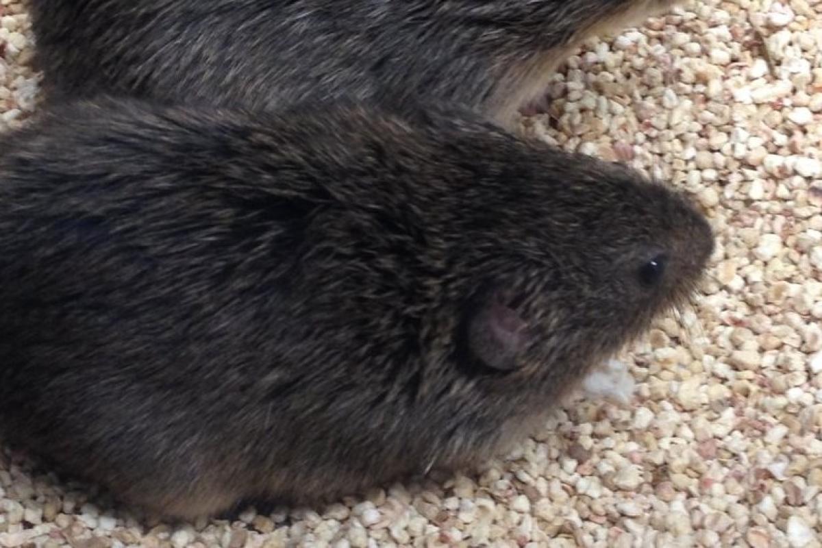 Vole