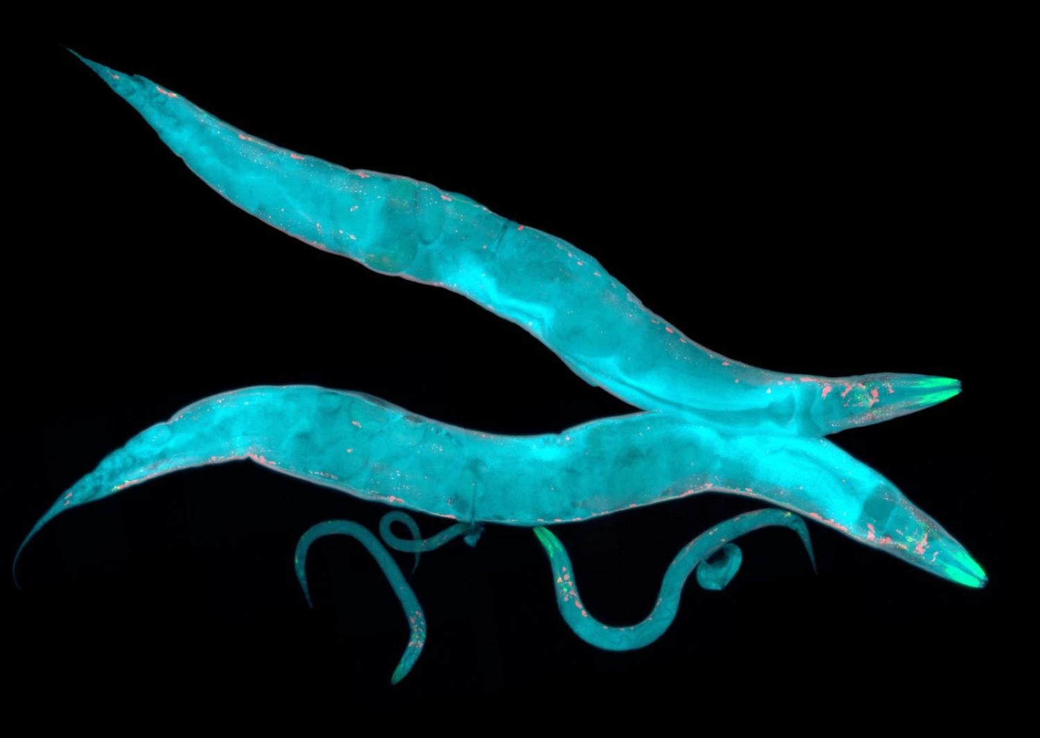 Caenorhabditis elegans, a free-living transparent nematode (roundworm), about 1 mm in length used in these “worm gyms.” Credit: Shutterstock