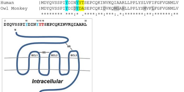 Amino acid sequences of a portion of CCR5.