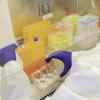 Laboratory Supplies