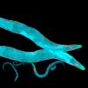 Caenorhabditis elegans, a free-living transparent nematode (roundworm), about 1 mm in length used in these “worm gyms.” Credit: Shutterstock