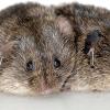 Cute pair of prairie voles.