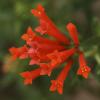 Firecracker Bush thumbnail