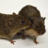 Monogamous Prairie Voles