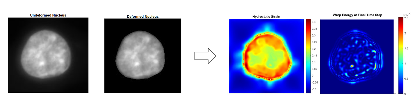 Analysis of deformation and strain patterns within a cell nucleus