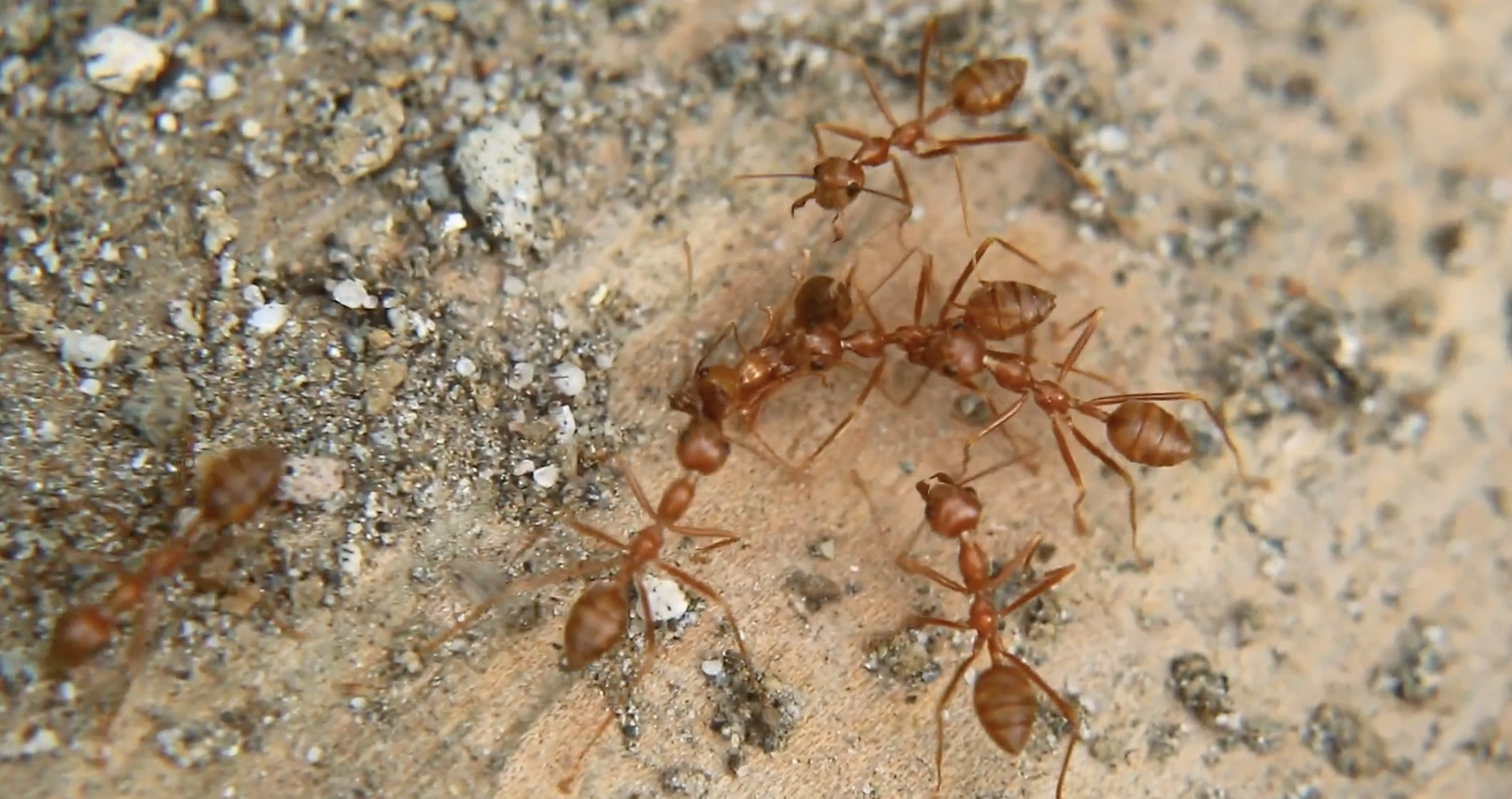 Video: Emergent behavior in fire ants | Paul M. Rady Mechanical ...