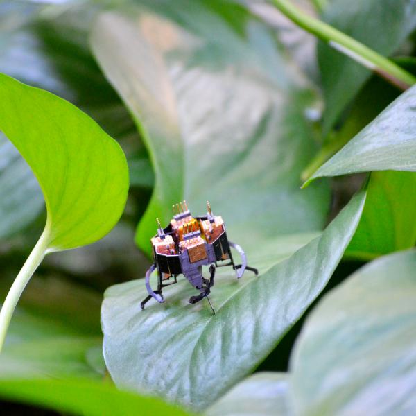tiny mCLARI robot standing on a leaf in nature