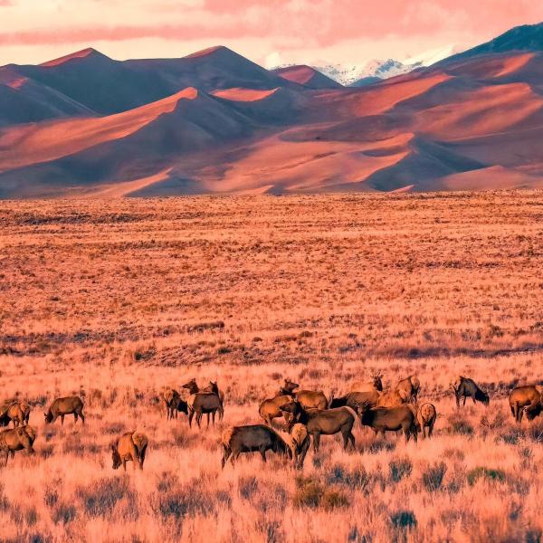 Elk graze in Great Sand Dunes National Park and Preserve