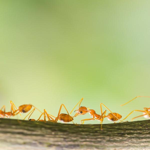 Fire ants