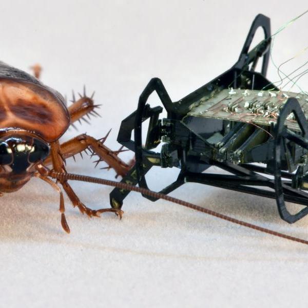 cockroach robot