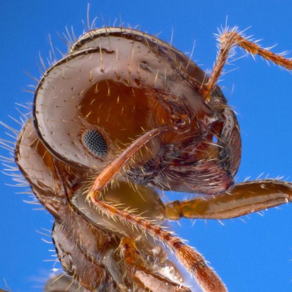 fire ant