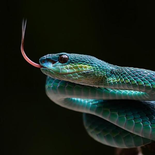 snakeskin