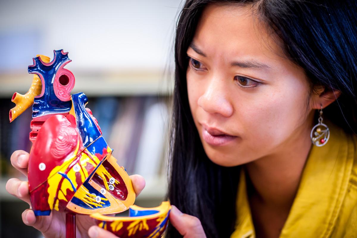 Student examining a replica of a human heart.