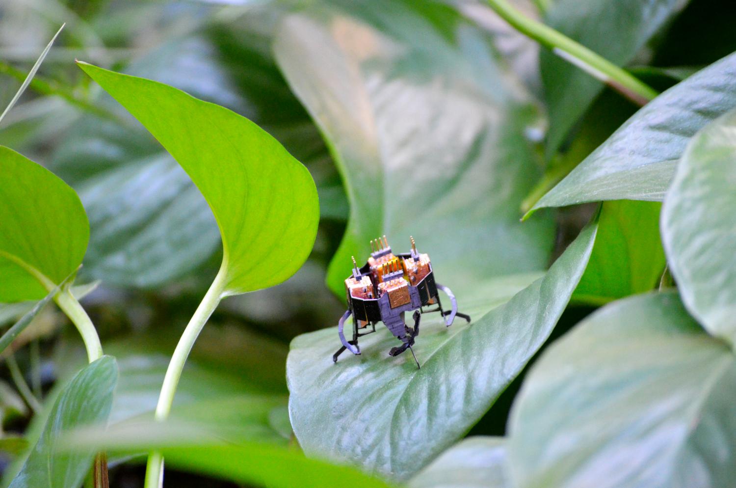 tiny mCLARI robot standing on a leaf in nature