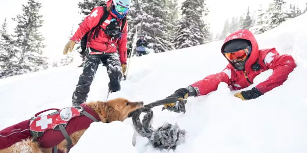 An avalanche rescue dog tugs on a ski patrol member during avalanche training at Copper Mountain in Colorado