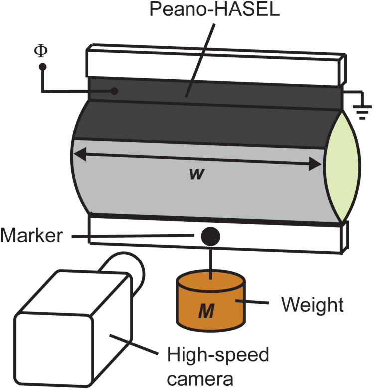 Experimental Setup