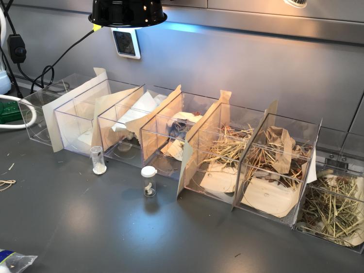 Kaushik Jayaram's spiders in his lab