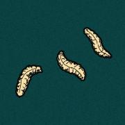 Drawing of maggots