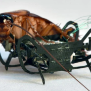 A cockroach next to a robot slightly smaller than it is