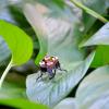 tiny mCLARI robot standing on a leaf in nature