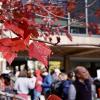 Fall leaves