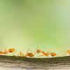 Fire ants