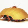 Insects offer inspiration for robot advances